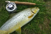 User submitted picture: Brown trout from a lagoon...