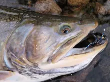 User submitted picture: A beautiful brook trout c...
