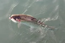 User submitted picture: Winter Rainbow-February o...