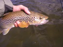 User submitted picture: Beautiful danish seatrout...