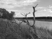 User submitted picture: A tree has been washed as...