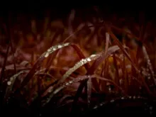 User submitted picture: After the rain