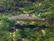 User submitted picture: " Simply Trout" by www....