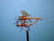 User submitted picture: Mating Dance