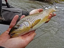User submitted picture: Brown Trout.
