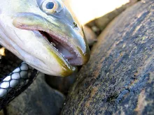 User submitted picture: Eyes of super fly The Mag...