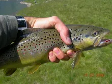 User submitted picture: alpine brown trout, cough...
