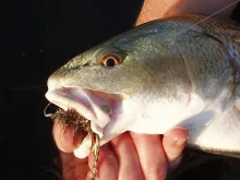 User submitted picture: Look at the colors of thi...