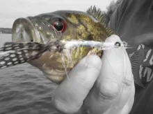 User submitted picture: rockbass on a crawfish fl...