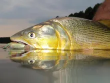 User submitted picture: Dorado,Salminus maxillosu...