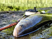 User submitted picture: ...::Big Chub from Venta ...