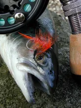 User submitted picture: Circle Chillimps