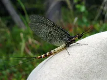 User submitted picture: Ephemera Danica