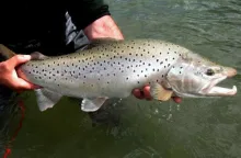 User submitted picture: www.lavaguada.cl: A fishi...