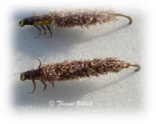 User submitted picture: Cased Caddis