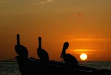 User submitted picture: Three resting pelicans at...