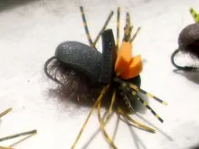 User submitted picture: A foam beetle. Good fly f...