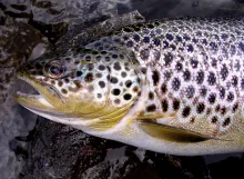 User submitted picture: Ferox