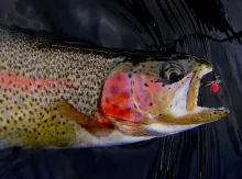 User submitted picture: Gore Creek Rainbow