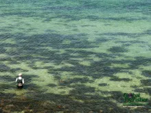 Computer screen wallpaper: Sea trout fishing