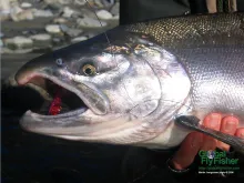 Computer screen wallpaper: BC coho salmon