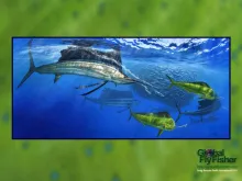 Computer screen wallpaper: Sailfish and Dorado