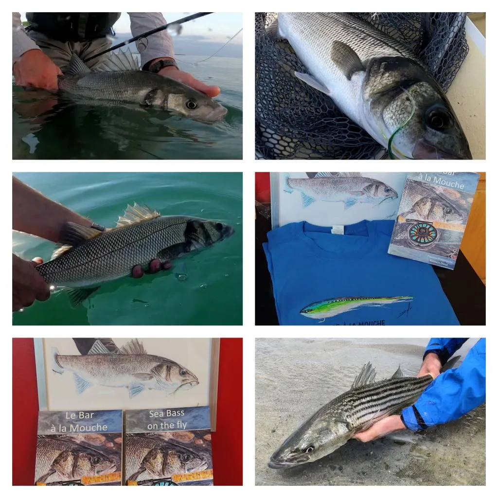 User submitted picture: Sea Bass on the Fly book