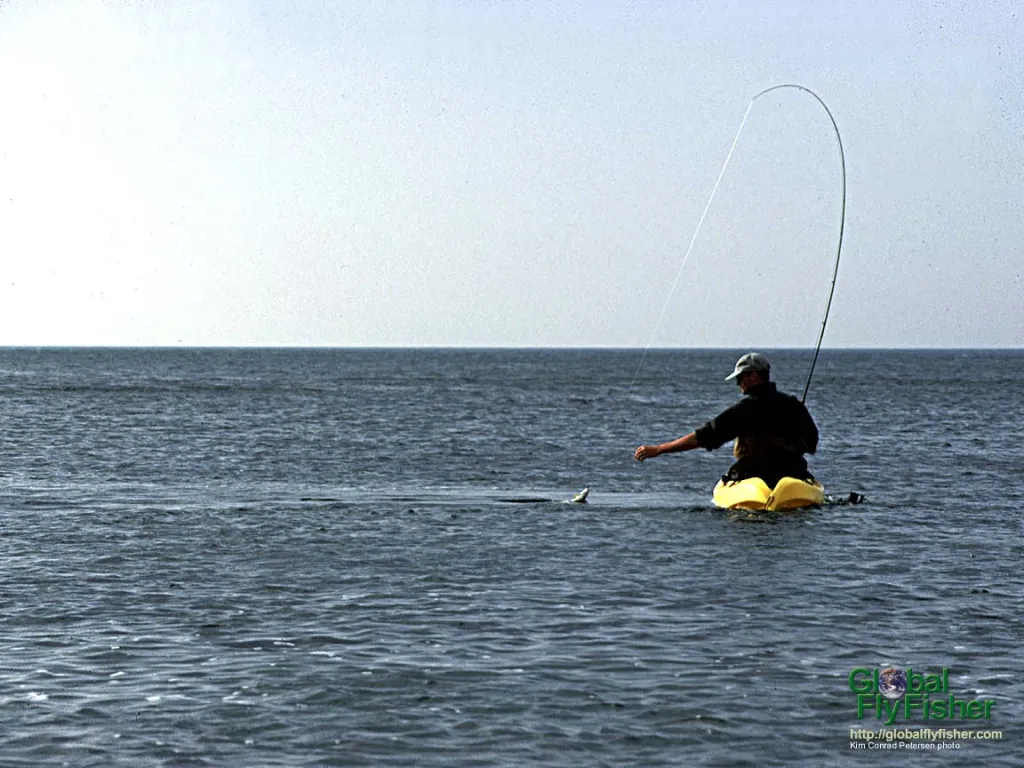 Computer screen wallpaper: Landing a small sea trout