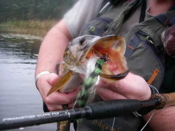 User submitted picture: pike on a perch pattern e...