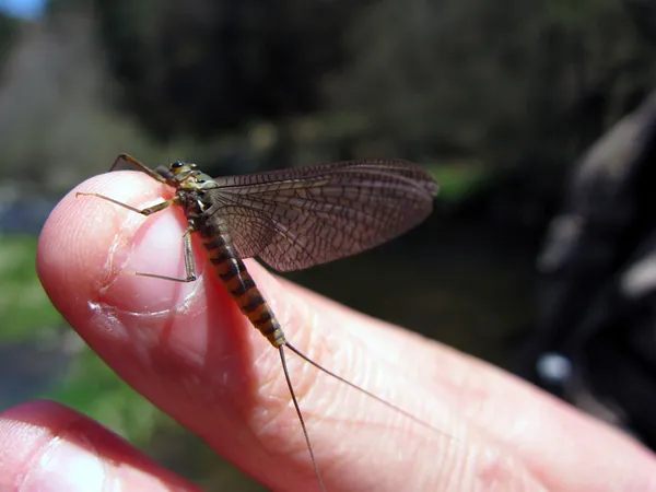 User submitted picture: " French March brown" b...