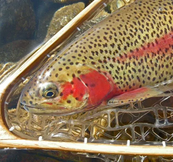 User submitted picture: Crimson cheeks.  Blue Riv...