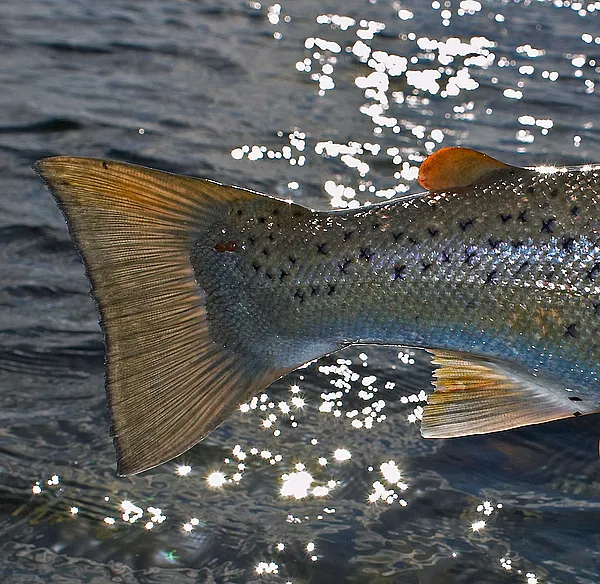 User submitted picture: Sea lice "Lepeophteirus ...