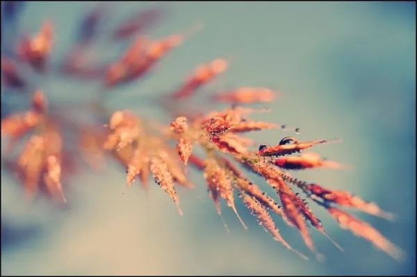 User submitted picture: Morning dew taken with ca...