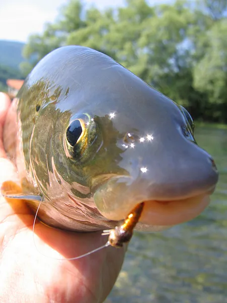 User submitted picture: Mr. Grayling ! by www.gui...