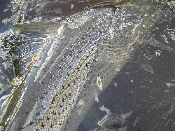 User submitted picture: She was a dream, this swe...