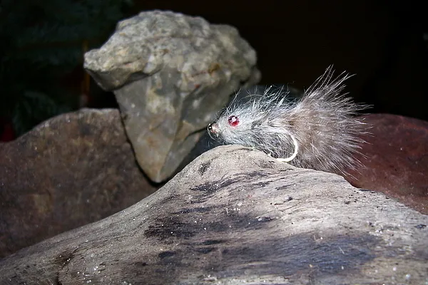 User submitted picture: Seatrout Hunter