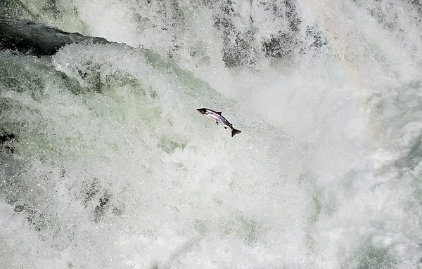 User submitted picture: Going home