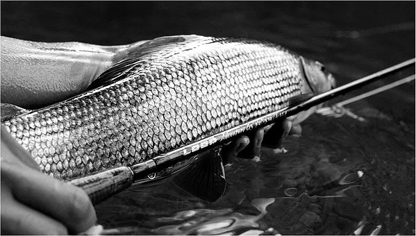 User submitted picture: Nice female Grayling caug...