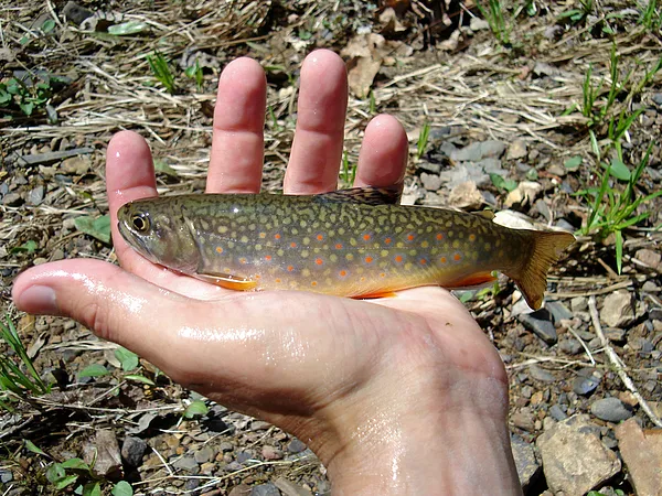 User submitted picture: NICE COLORS