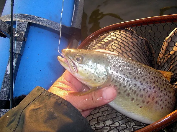 User submitted picture: Seatrout in morning sun.....