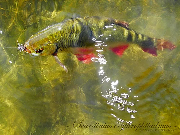 User submitted picture: The Dutch Poldertrout on ...
