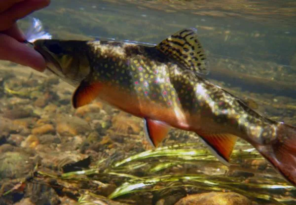 User submitted picture: I was stripping small str...