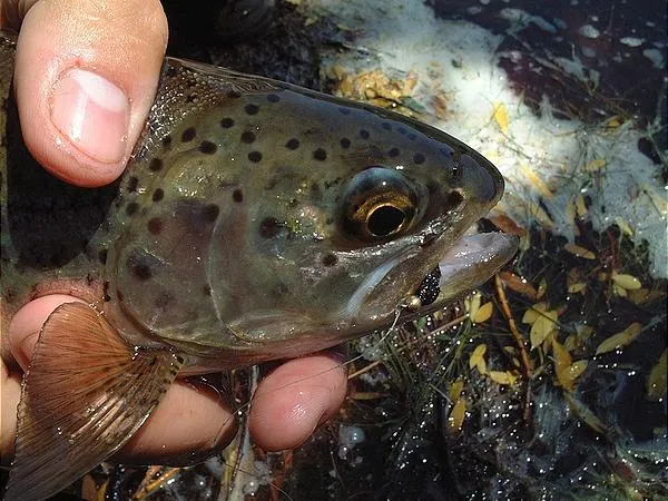 User submitted picture: Nice 'Bow. Nice Backgrou...