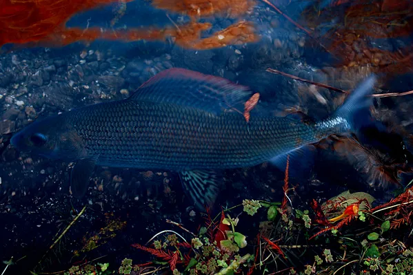 User submitted picture: "Beauty"