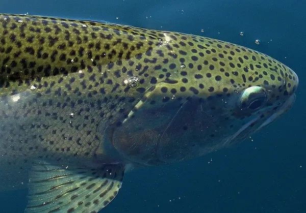 User submitted picture: Rainbow head
