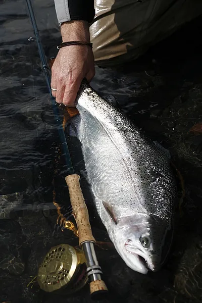 User submitted picture: Another nice Chilean Stee...