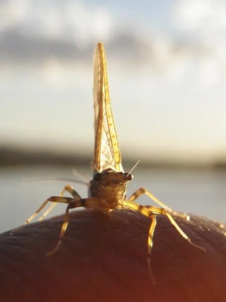 User submitted picture: trout candy from Limay Ri...