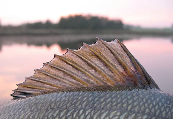 User submitted picture: The beautiful dorsal fin ...