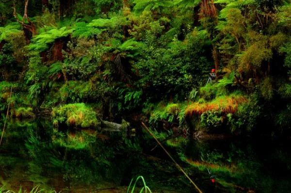 User submitted picture: jungle of west coast