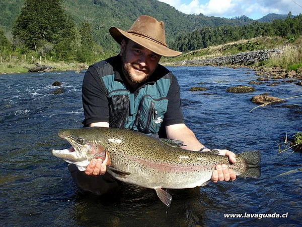 User submitted picture: Rainbow trout of mountain...